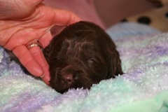 Teal Girl, week 2, 2lb 5oz<br>
 