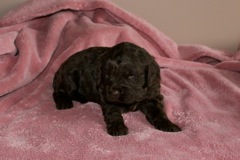 Teal Girl, week 3, 3lb 4oz<br>
 