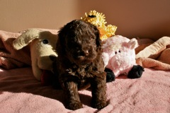 Teal Girl, week 4, 4lb 12oz<br>
 