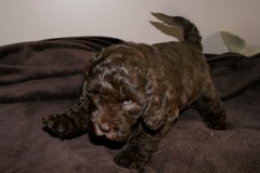 Teal Girl, week 6, 7lb<br>
 