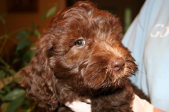 Teal Girl, week 8<br>
 