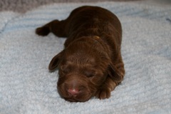 Yellow Boy, week 1, 1lb 2oz<br>
 