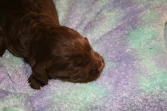 Yellow Boy, week 2, 1lb 14oz<br>
 