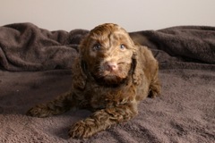 Yellow Boy, week 7<br>
 