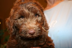 Yellow Boy, week 8<br>
 