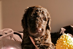 Blue Boy, week 5, 6lb 3oz<br>
 
