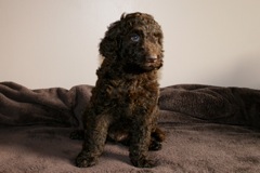 Blue Boy, week 7<br>
 