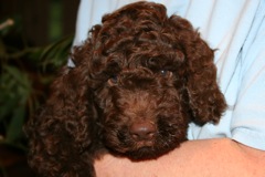 Blue Boy, week 8<br>
 