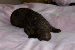 Purple Girl, week 1, 1lb 4oz<br>
 