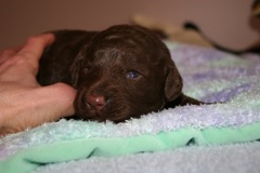 Purple Girl, week 2, 2lb 4oz<br>
 