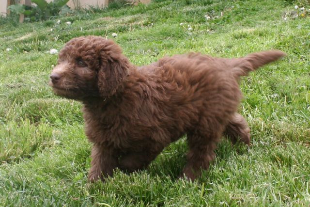 Picture of Australian Labradoodle