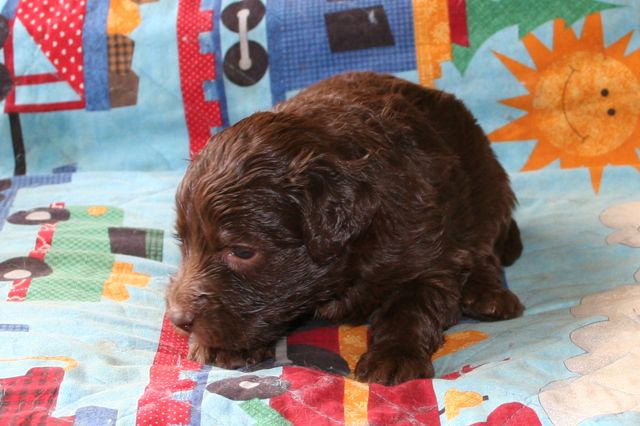 Picture of Australian Labradoodle