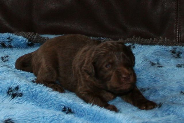Picture of Australian Labradoodle