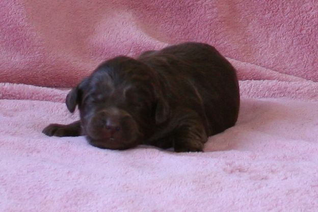 Picture of Australian Labradoodle