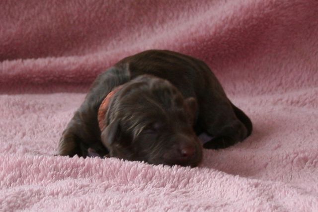 Picture of Australian Labradoodle