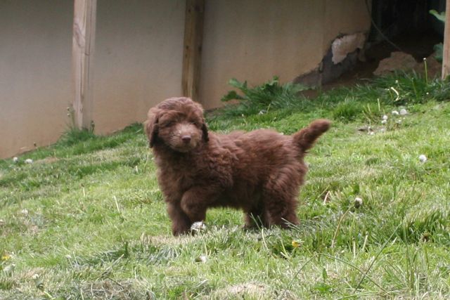 Picture of Australian Labradoodle
