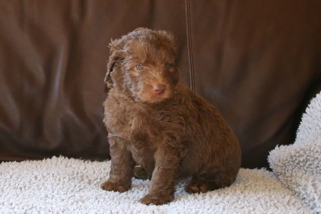Picture of Australian Labradoodle