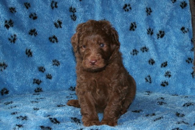 Picture of Yellow Boy, week 4, 4lb 14oz
