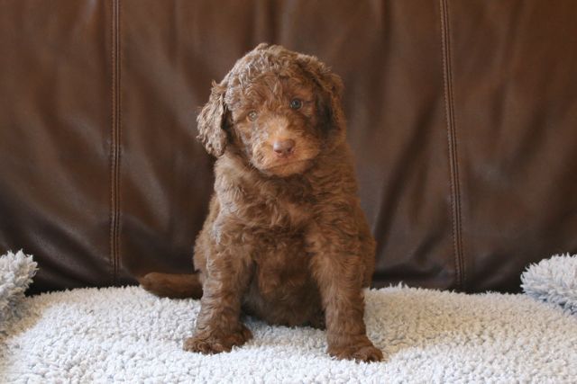 Picture of Australian Labradoodle