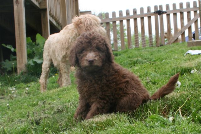 Picture of Australian Labradoodle