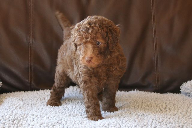 Picture of Australian Labradoodle