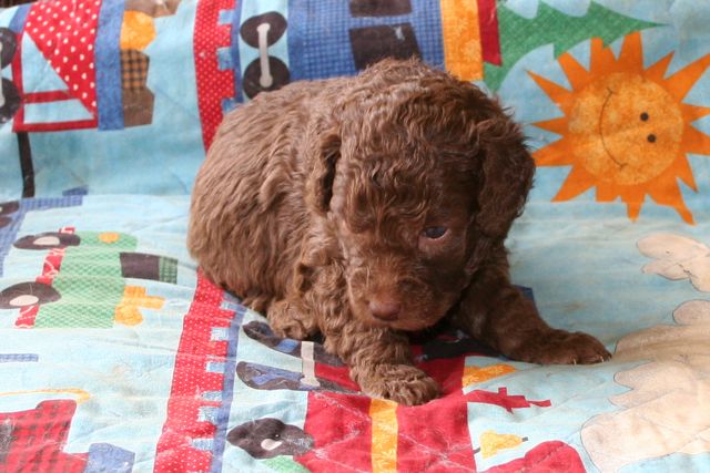 Picture of Australian Labradoodle