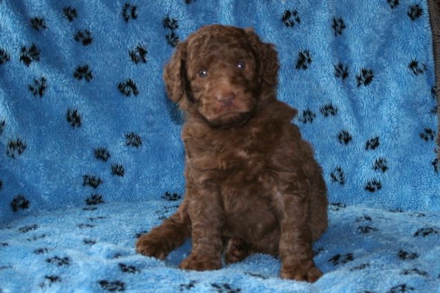 Picture of Australian Labradoodle