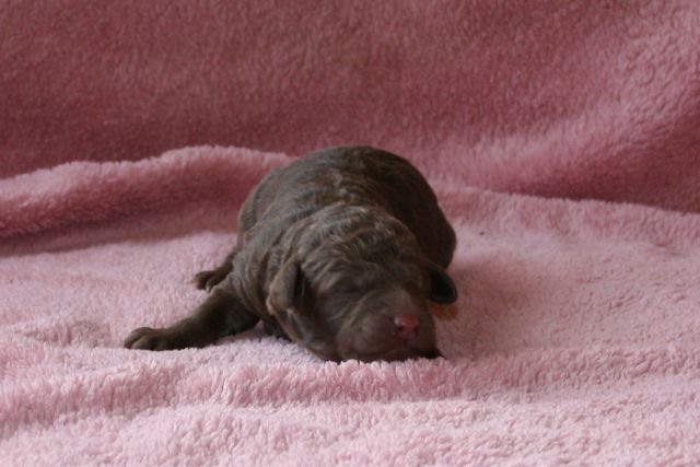 Picture of Australian Labradoodle