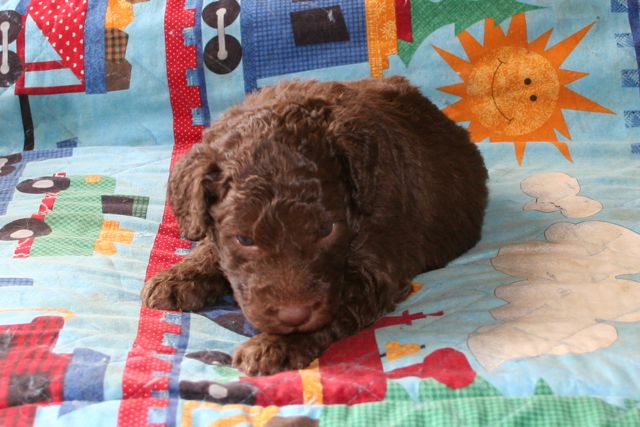 Picture of Australian Labradoodle
