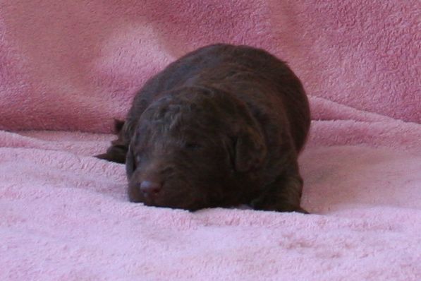 Picture of Australian Labradoodle