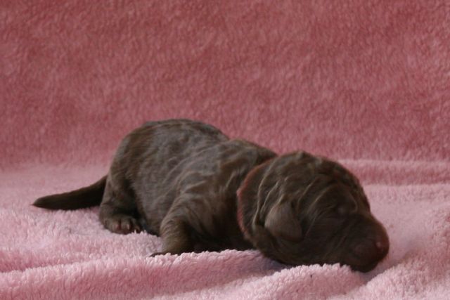 Picture of Australian Labradoodle