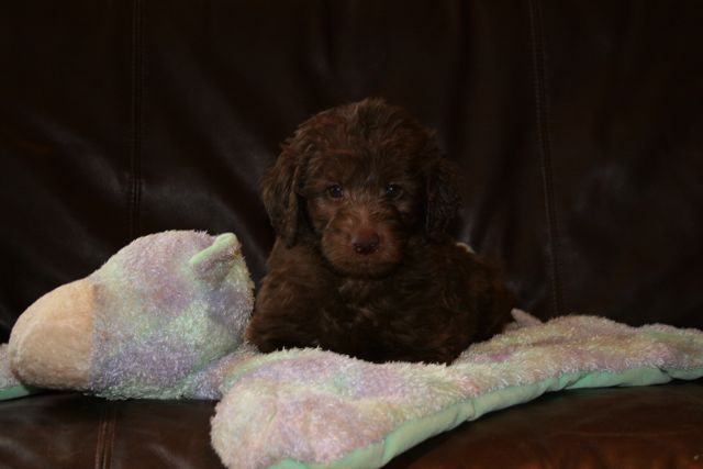 Picture of Australian Labradoodle