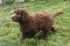 Picture of Australian Labradoodle