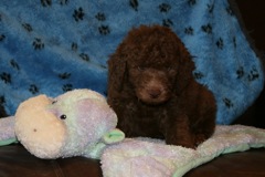 Picture of Australian Labradoodle