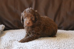 Picture of Australian Labradoodle