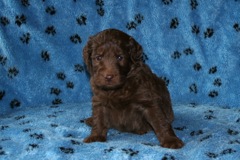 Picture of Australian Labradoodle