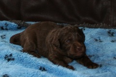Picture of Australian Labradoodle