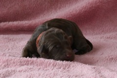 Picture of Australian Labradoodle