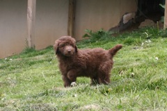 Picture of Australian Labradoodle