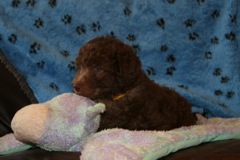 Picture of Australian Labradoodle