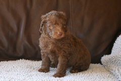 Picture of Australian Labradoodle