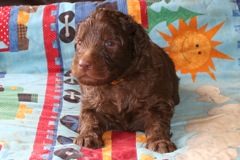 Picture of Australian Labradoodle