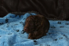 Picture of Australian Labradoodle