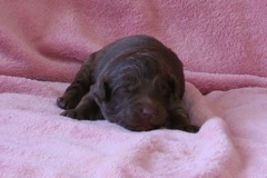 Picture of Australian Labradoodle
