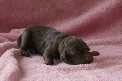 Picture of Australian Labradoodle