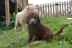 Picture of Australian Labradoodle