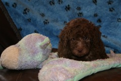 Picture of Australian Labradoodle