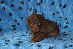 Picture of Australian Labradoodle