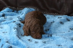 Picture of Australian Labradoodle