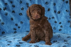 Picture of Australian Labradoodle